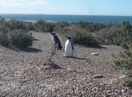 Penguins of Punta Tombo . Patagonia
