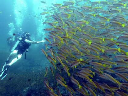 Diving Ko Phi Phi . Thailand