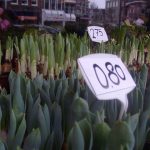 Bolsward . Netherlands