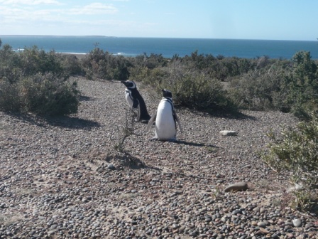 Penguins of Punta Tombo . Patagonia