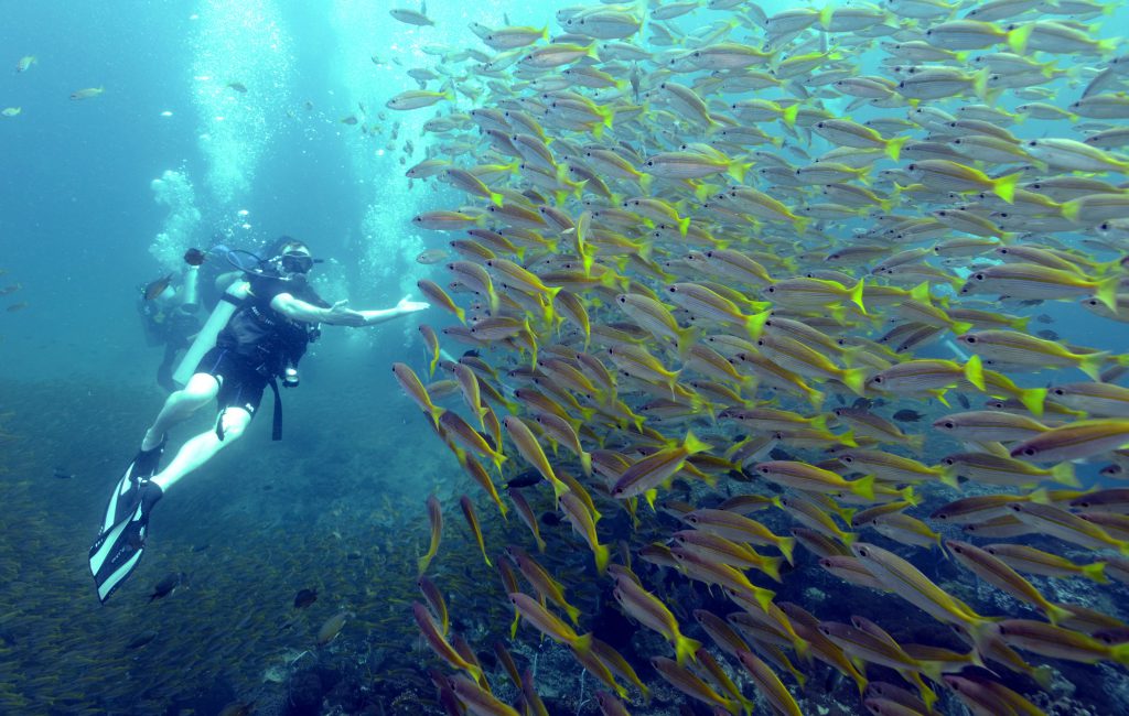 Diving Ko Phi Phi . Thailand