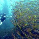 Diving Ko Phi Phi . Thailand