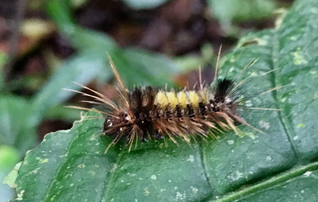 Monteverde Cloud Forest Reserve