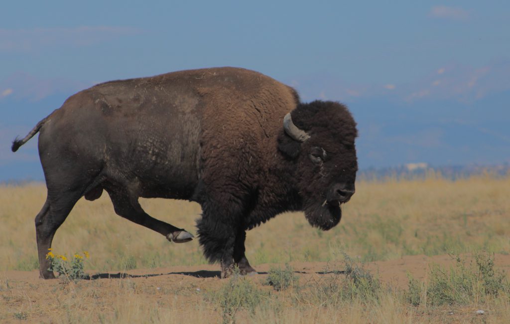 Bison at Rocky Mountain Arsenal