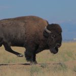 Bison at Rocky Mountain Arsenal