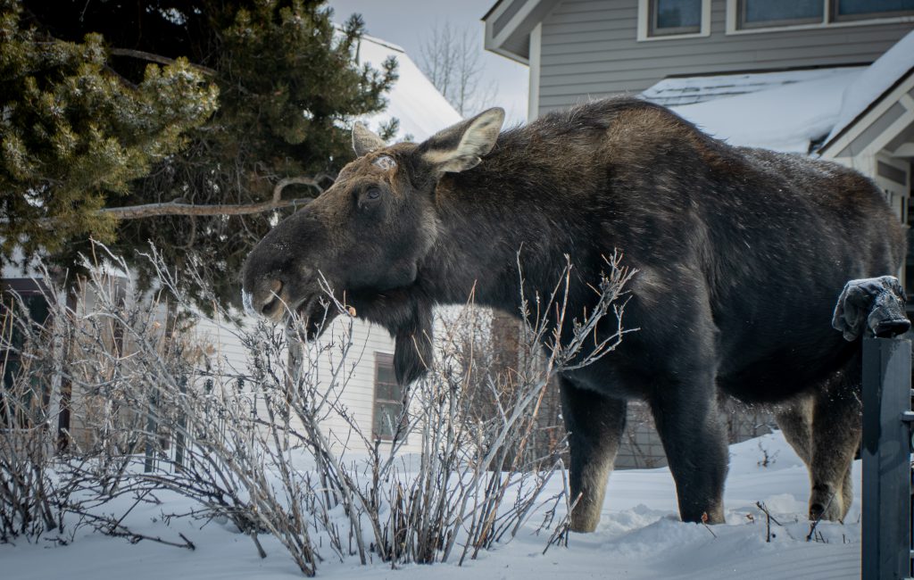 Breckenridge . Big Moose