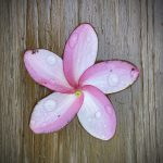 Frangipanis . Wilton Manors